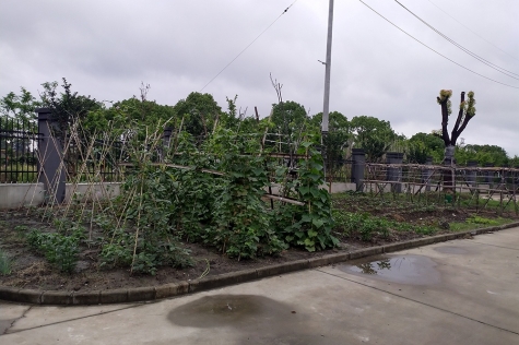 提供員工認養菜園